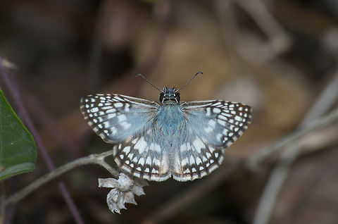 Grizzled Skipper  Geotagged,Orcus chequered skipper,Pyrgus orcus,Trinidad and Tobago,Winter,bands,grey,small,white
