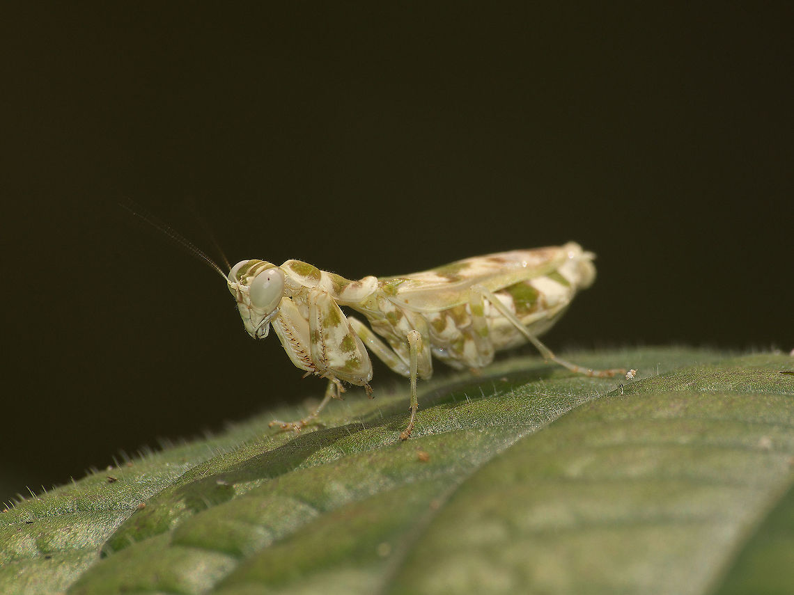 Praying mantis  Acontista multicolor,Geotagged,Trinidad and Tobago,Winter,acontista multicolor,green,pattern,white