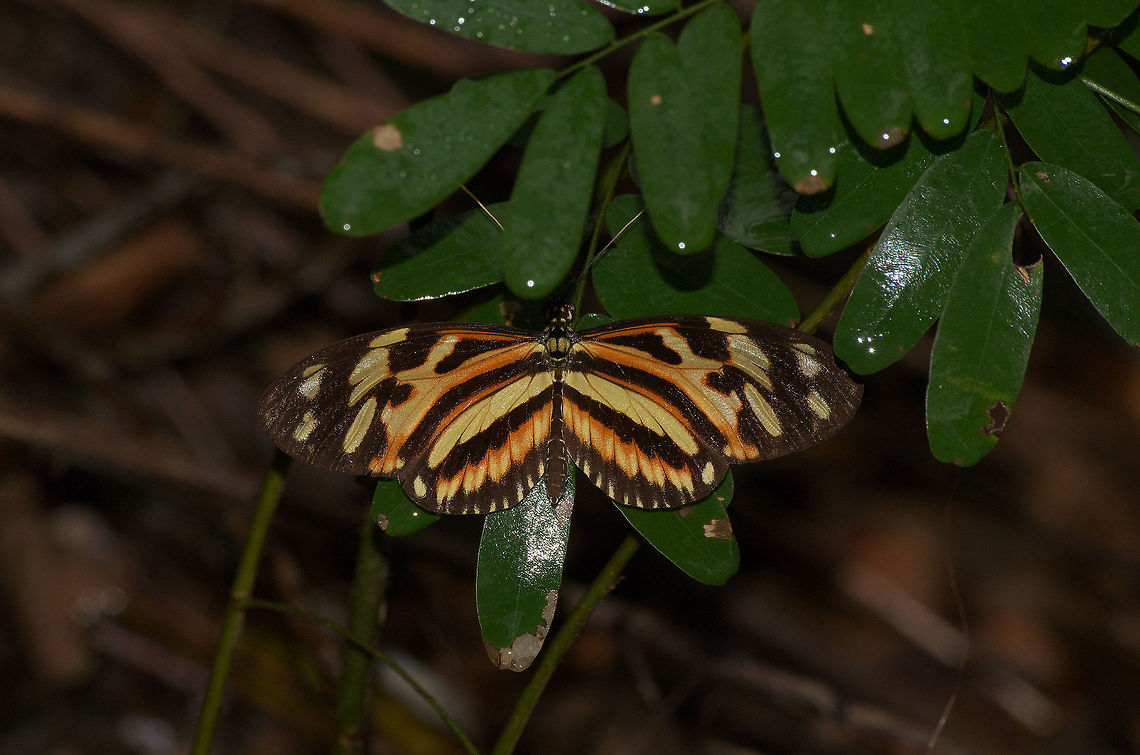 Tigerwing butterfly  Geotagged,Heliconius ethilla,Trinidad and Tobago,Winter,black,orange,yellow