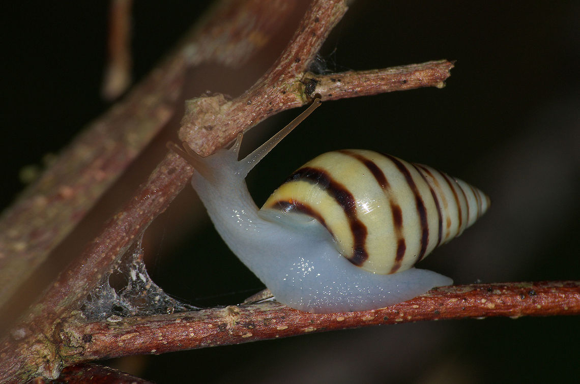 Land Snail The silver lining to a very rainy trip, found this cool guy on my way out. Drymaeus vincentinus,Geotagged,Trinidad and Tobago,Winter,blue,brown,cream,striped