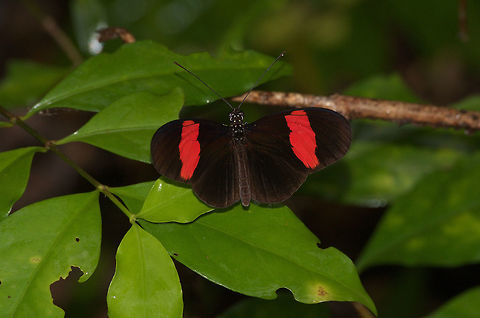 Postman Butterfly  Geotagged,Heliconius erato,Red Postman,Trinidad and Tobago,Winter,bands,black,red