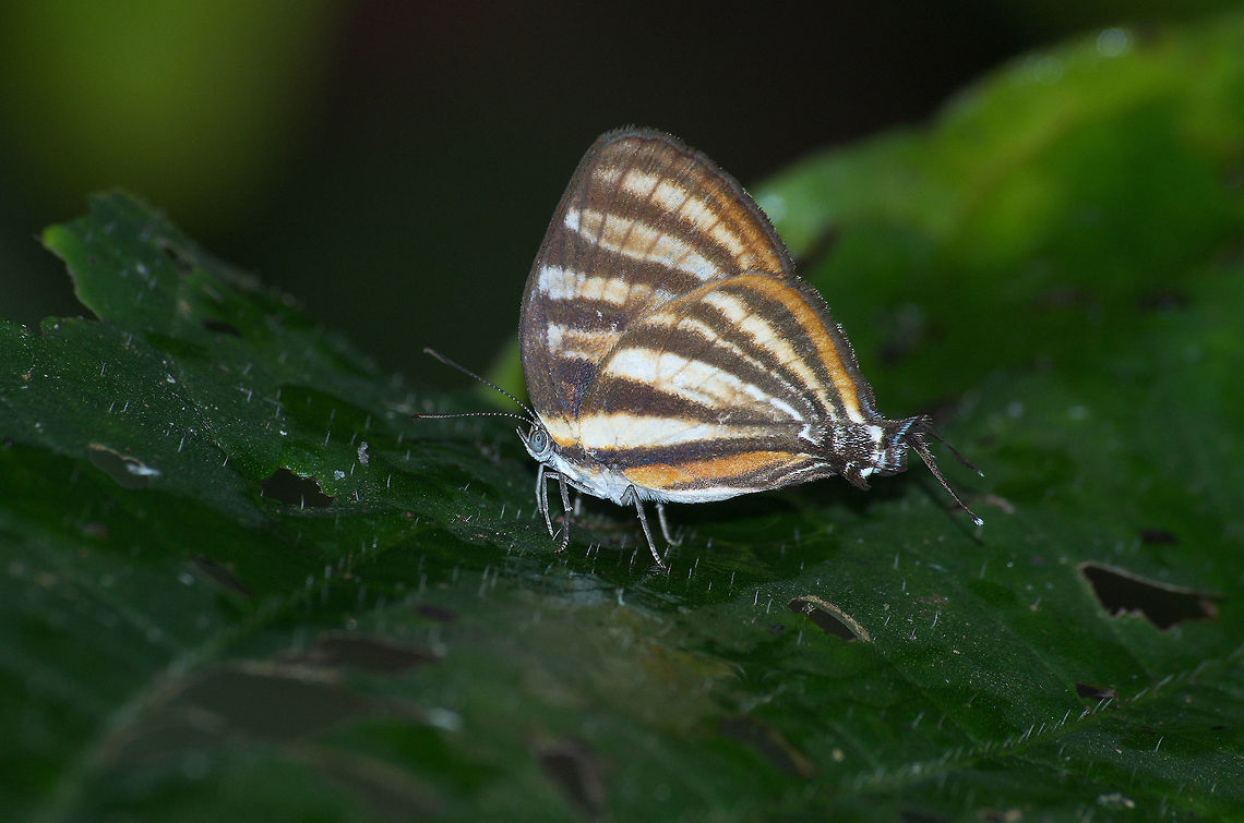 Aetolus Hairstreak  Arawacus Aetolus,Arawacus aetolus,Geotagged,Trinidad and Tobago,Winter,brown,striped,white,yellow
