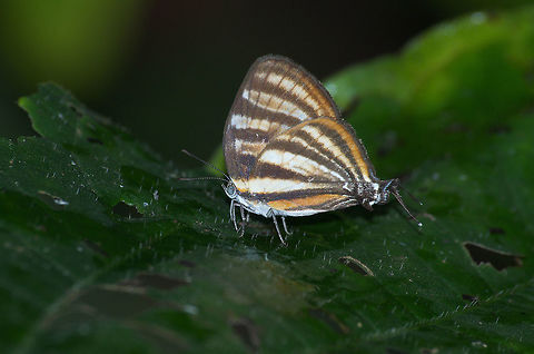 Aetolus Stripestreak