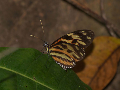 Tigerwing Butterfly  Geotagged,Heliconius ethilla,Trinidad and Tobago,Winter,black yellow,orange,white