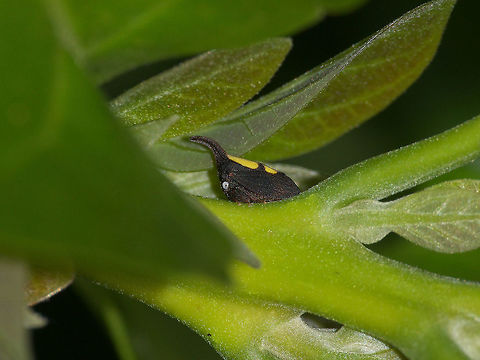 Two-marked Treehopper  Enchenopa binotata,Geotagged,Spring,Trinidad and Tobago,Two-marked treehopper,black,horn,small,yellow