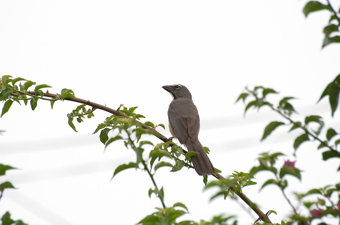 Greyish Saltator  Geotagged,Greyish saltator,Saltator coerulescens,Spring,Trinidad and Tobago,brown,eye,grey,streak,white