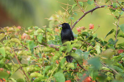 Male White-lined Tanager They appear all black at rest, the white line is only visible during flight. Geotagged,Spring,Tachyphonus rufus,Trinidad and Tobago,White-lined tanager,black,sexually dimorphic,white