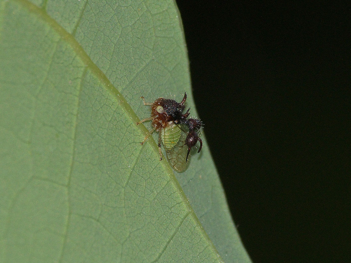 Ant Mimic Treehopper  Ant-Mimicking Treehopper,Camouflage,Cyphonia clavata,Geotagged,Spikes,Spring,Trinidad and Tobago,brown,green,transparent