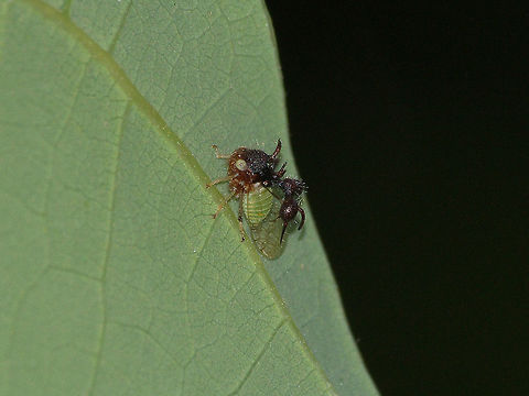 Ant Mimic Treehopper  Ant-Mimicking Treehopper,Camouflage,Cyphonia clavata,Geotagged,Spikes,Spring,Trinidad and Tobago,brown,green,transparent