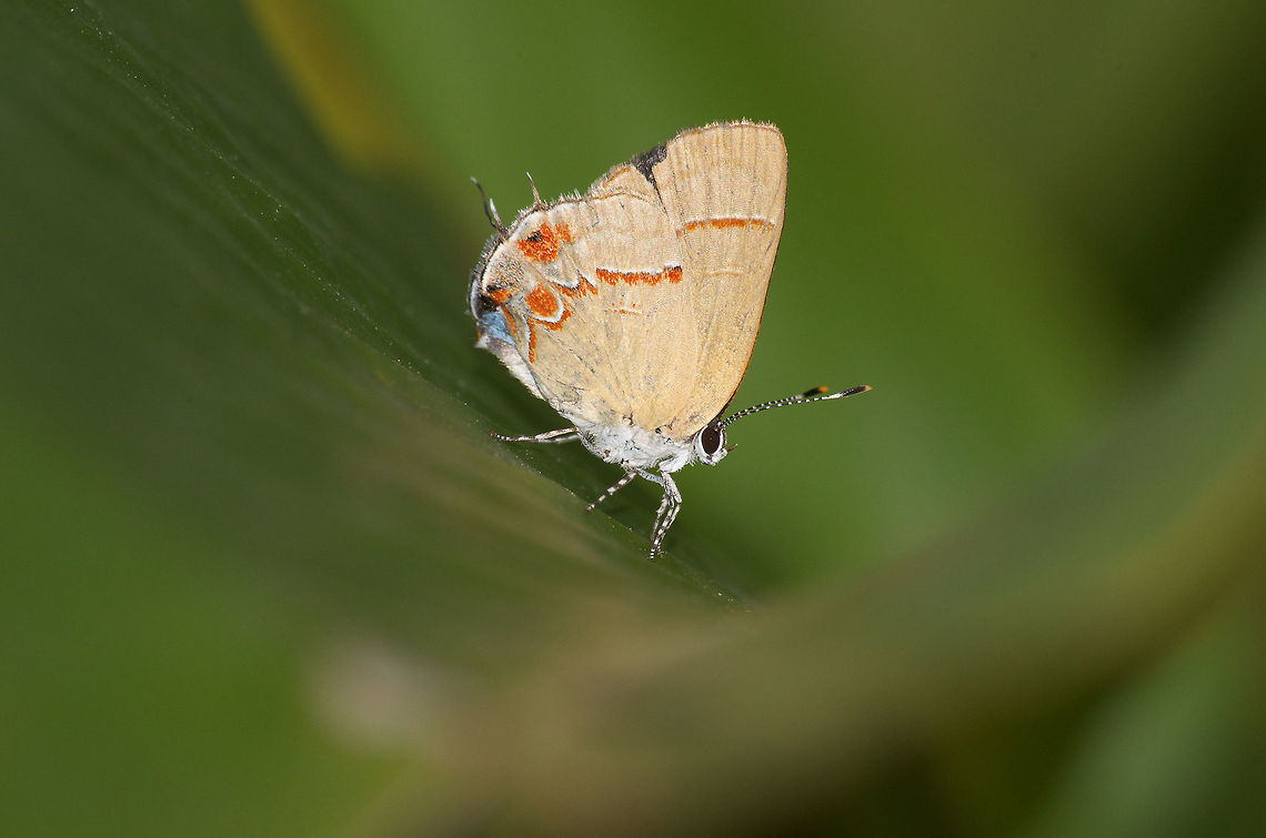 Hewitson's Hairstreak  Calycopis bactra,Geotagged,Hewitson's Hairstreak,Spring,Trinidad and Tobago,blue,brown,red
