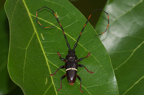Longhorn Beetle  Geotagged,Spring,Trachyderes succinctus,Trinidad and Tobago,antennae,brown,stripe,yellow