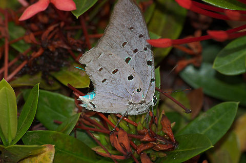 Giant Hairstreak  Geotagged,Pseudolycaena marsyas,Spring,Trinidad and Tobago,black,blue,grey,spots