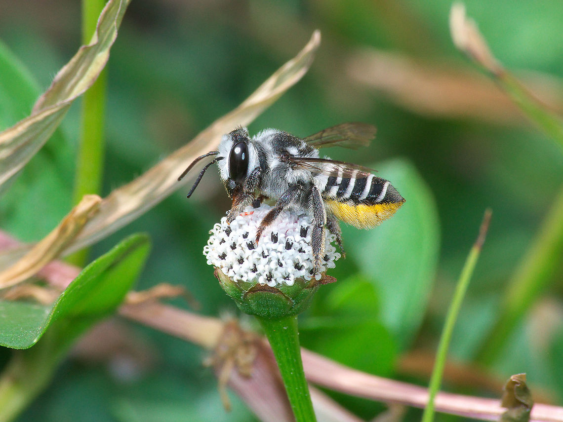 Leaf-cutter Bee  Geotagged,Megachile parallela,Parallel Leaf-cutter Bee,Spring,Trinidad and Tobago,black,feeding,flower,gathering,hairy,pollen,striped,white,yellow