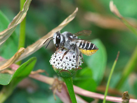 Leaf-cutter Bee  Geotagged,Megachile parallela,Parallel Leaf-cutter Bee,Spring,Trinidad and Tobago,black,feeding,flower,gathering,hairy,pollen,striped,white,yellow