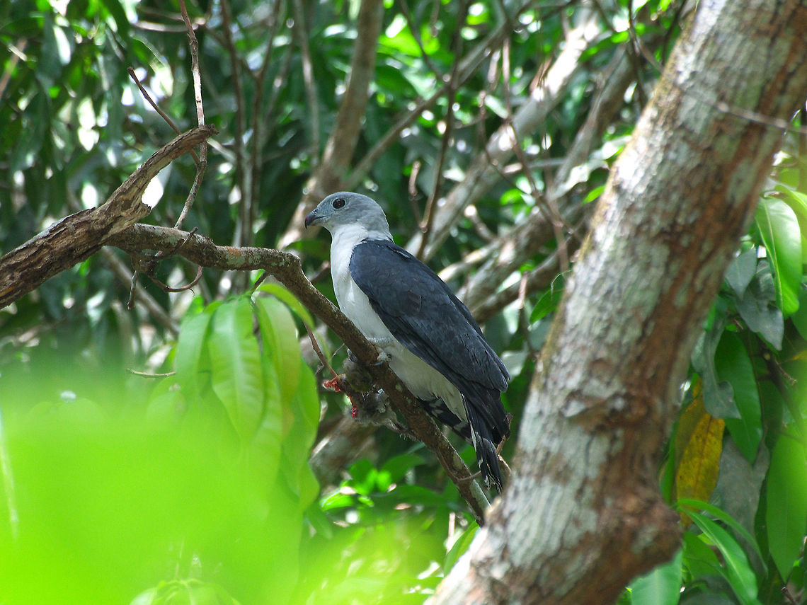 Gray-headed Kite  Geotagged,Gray-headed Kite,Leptodon cayanensis,Spring,Trinidad and Tobago,black,feeding,gray,prey,raptor,white