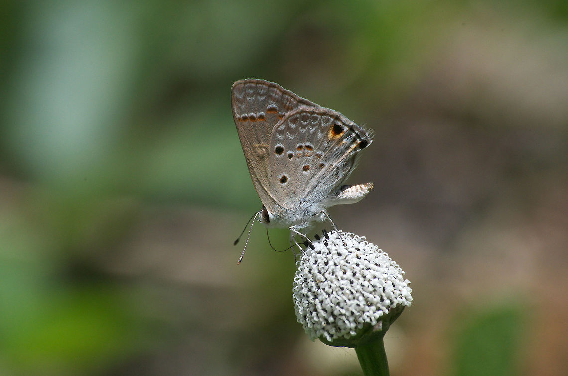 Bubastus Hairstreak  Geotagged,Spring,Strymon bubastus,Trinidad and Tobago,brown,feeding,flower,orange,spots,strymon bubastus,white