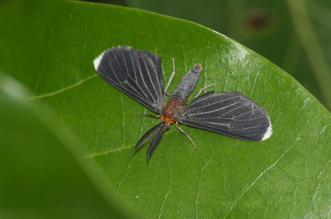 White-tipped Black Moth  Geotagged,Melanchroia chephise,Spring,Trinidad and Tobago,black,brown,hairy antennae,veined,white