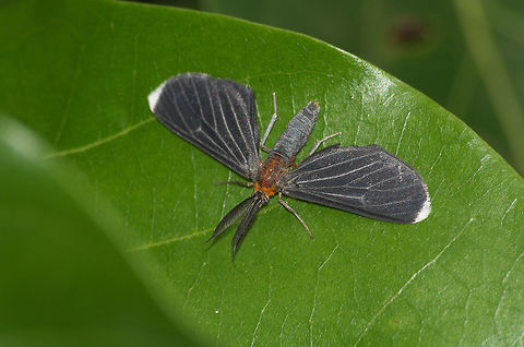White-tipped Black Moth  Geotagged,Melanchroia chephise,Spring,Trinidad and Tobago,black,brown,hairy antennae,veined,white