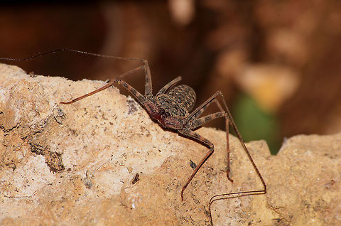 Tailless Whipscorpion  Geotagged,Phrynus gervaisii,Spring,Trinidad and Tobago,brown,claws,patterned