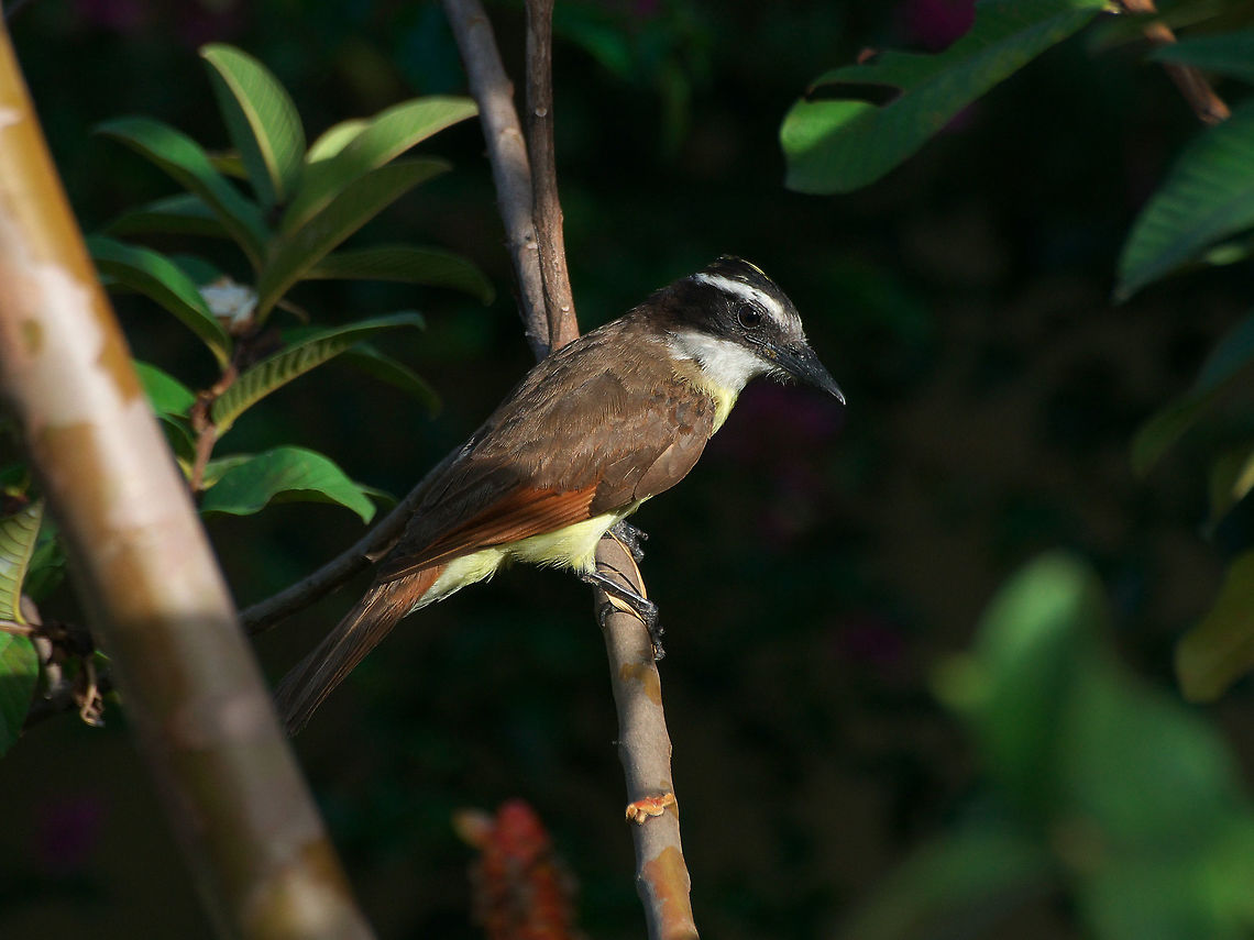 Great Kiskadee  Geotagged,Great Kiskadee,Pitangus sulphuratus,Spring,Trinidad and Tobago,black,brown,flycatcher,stripe,white,yellow