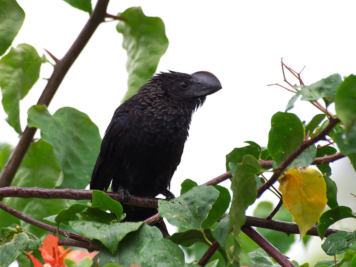 Smooth-billed Ani  Crotophaga ani,Geotagged,Smooth-billed ani,Spring,Trinidad and Tobago,beak,black,large
