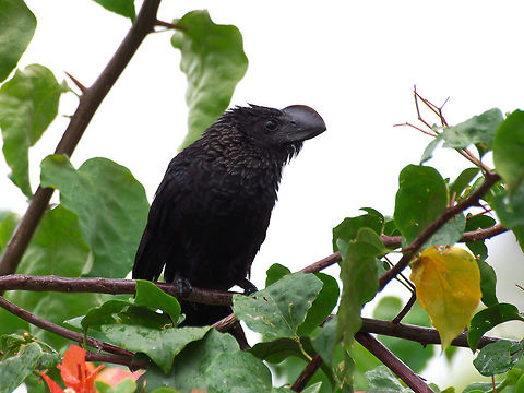 Smooth-billed Ani  Crotophaga ani,Geotagged,Smooth-billed ani,Spring,Trinidad and Tobago,beak,black,large