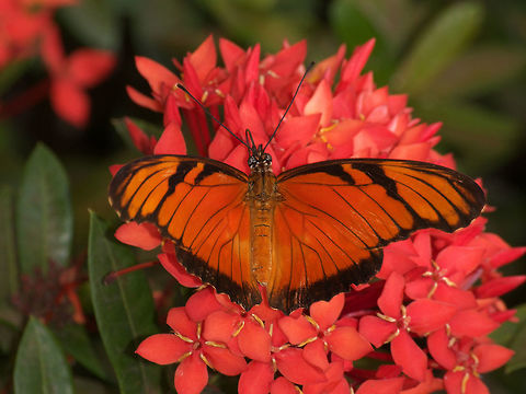 Juno Longwing  Dione juno,Geotagged,Juno Silverspot,Spring,Trinidad and Tobago,black,feeding,flower,orange,stripe