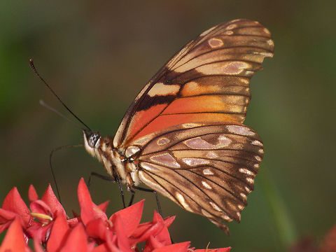 Juno Longwing  Dione juno,Geotagged,Juno Silverspot,Spring,Trinidad and Tobago,black,feeding,flower,orange,spot,stripe,white