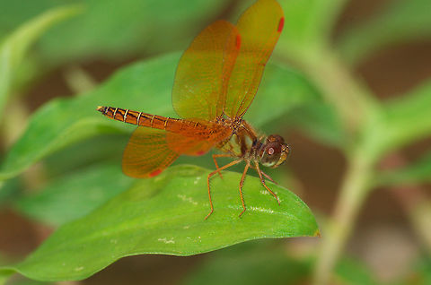 Eastern Amberwing  Eastern Amberwing,Geotagged,Perithemis tenera,Spring,Trinidad and Tobago,black,orange,segmented,transparent