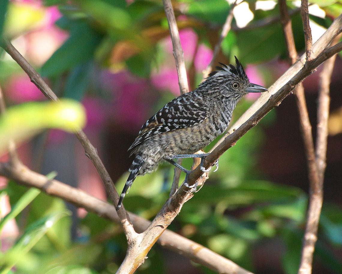 Male Barred Antshrike  Barred antshrike,Geotagged,Spring,Thamnophilus doliatus,Trinidad and Tobago,black,crest,patterned,white