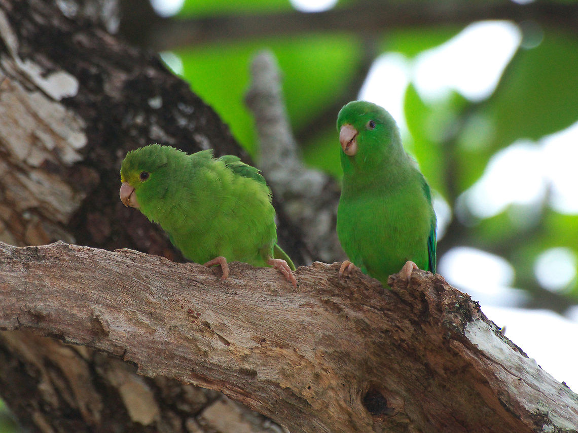 Green-rumped Parrotlets  Forpus passerinus,Geotagged,Green-rumped parrotlet,Spring,Trinidad and Tobago,blue,colorful,green