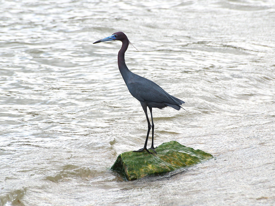 Little blue heron  Egretta caerulea,Geotagged,Little blue heron,Spring,Trinidad and Tobago,blue,dark,purple,red