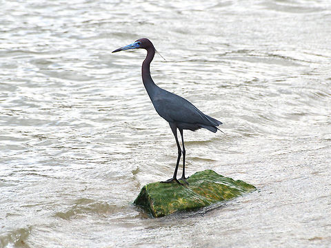 Little blue heron  Egretta caerulea,Geotagged,Little blue heron,Spring,Trinidad and Tobago,blue,dark,purple,red