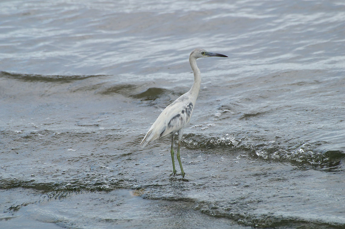 Juvenile Little blue heron  Egretta caerulea,Geotagged,Little blue heron,Spring,Trinidad and Tobago,dark patches,green legs,white