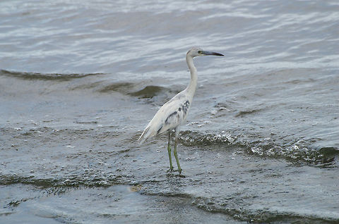 Juvenile Little blue heron  Egretta caerulea,Geotagged,Little blue heron,Spring,Trinidad and Tobago,dark patches,green legs,white