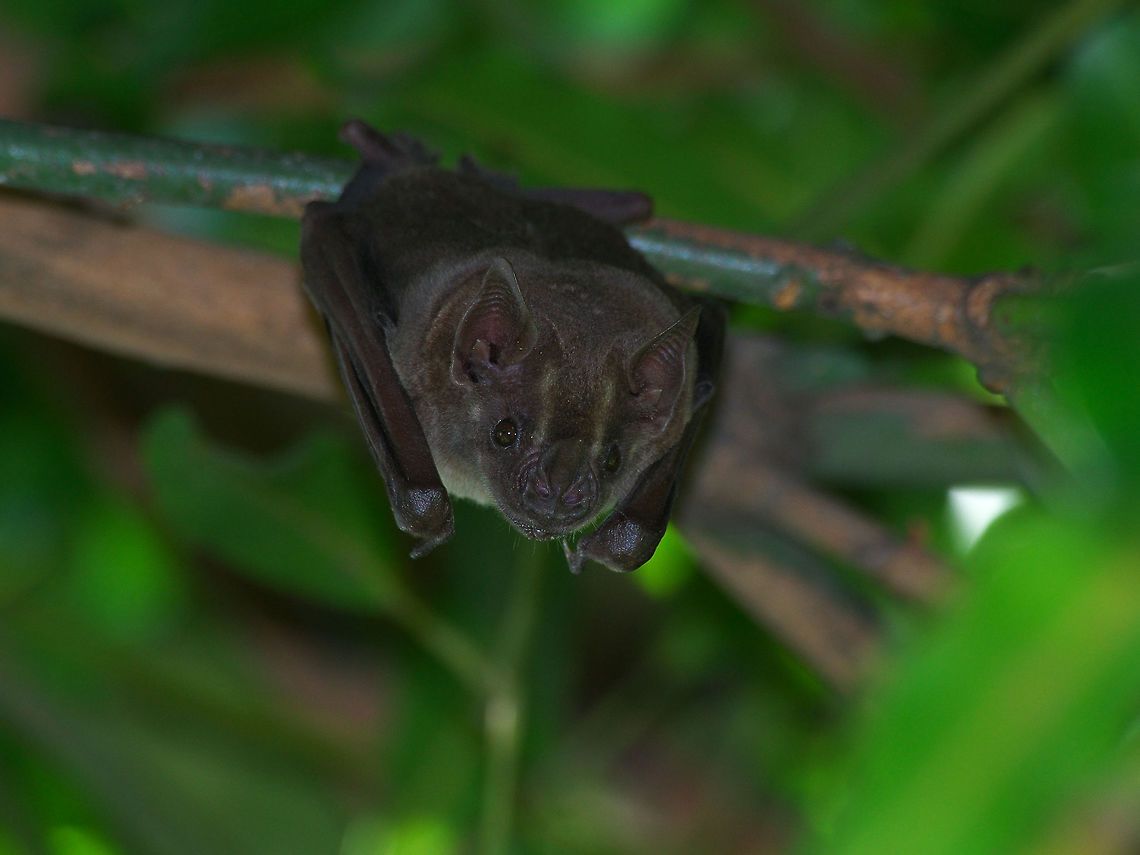 Jamaican Fruit bat  Artibeus jamaicensis,Geotagged,Jamaican fruit bat,Spring,Trinidad and Tobago,brown.white,dark,stripe