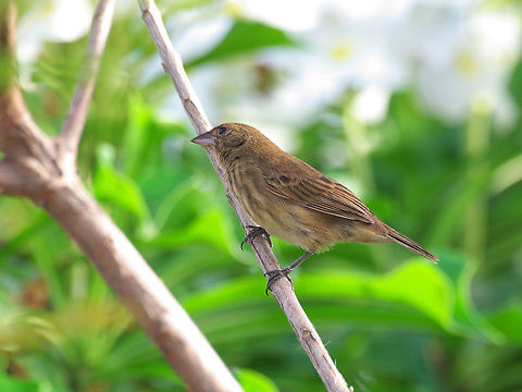 Female Blue-black Grassquit  Blue black grassquit,Geotagged,Spring,Trinidad and Tobago,Volatinia jacarina,brown,sexually dimorphic,small,striped