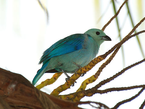 Blue-gray Tanager  Blue-gray Tanager,Geotagged,Spring,Thraupis episcopus,Trinidad and Tobago,blue.colourful