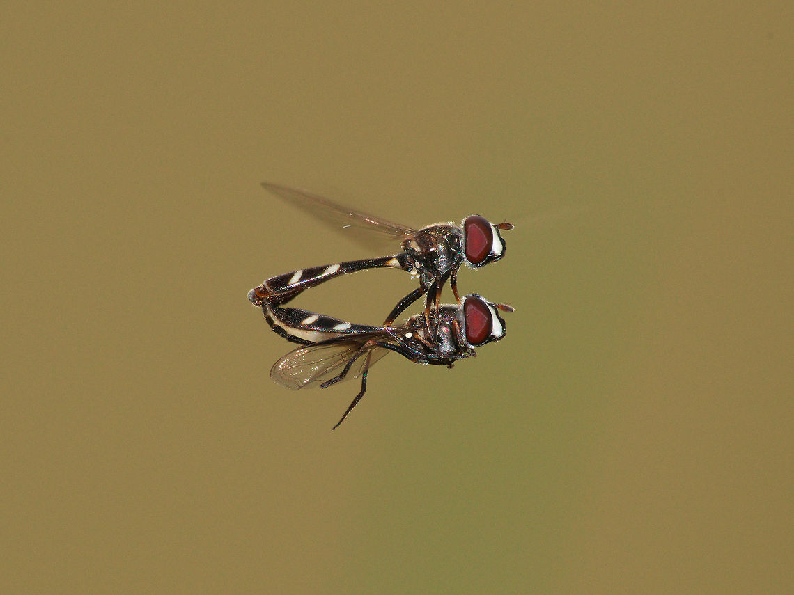 Four-spotted Aphid Flies  Dioprosopa clavata,Four-spotted aphid fly,Geotagged,Summer,Trinidad and Tobago,black,hovering,large eyes,mating,white