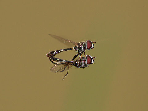 Four-spotted Aphid Flies  Dioprosopa clavata,Four-spotted aphid fly,Geotagged,Summer,Trinidad and Tobago,black,hovering,large eyes,mating,white