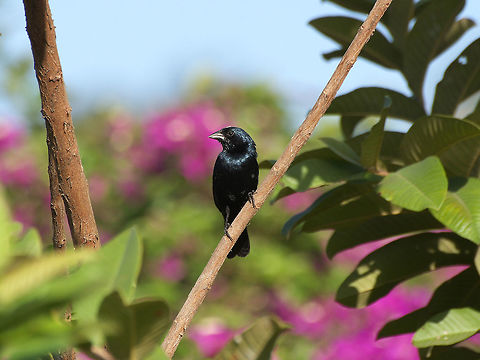 Male Blue-black grassquit  Blue black grassquit,Geotagged,Spring,Trinidad and Tobago,Volatinia jacarina,black,iridescent,sexually dimorphic,small