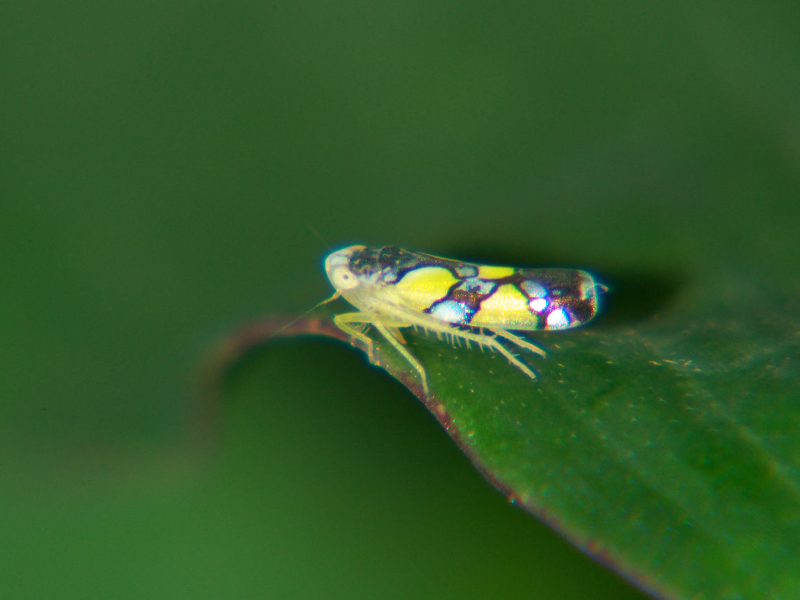Brazilian Leafhopper  Brazilian leafhopper,Geotagged,Protalebrella brasiliensis,Summer,Trinidad and Tobago,barbed legs,blue,tiny,yellow