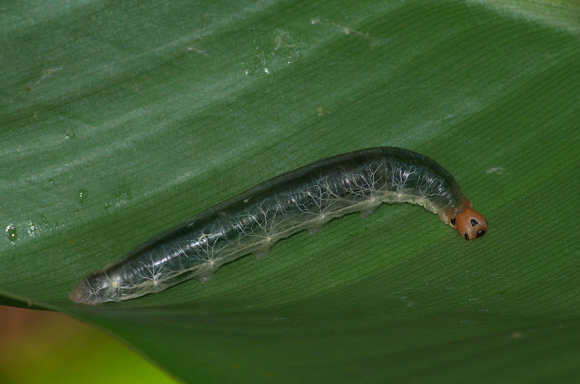 Canna Skipper Caterpillar  Calpodes ethlius,Geotagged,Summer,Trinidad and Tobago,brown head,green,veined,white