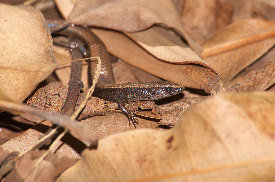 Underwood's Spectacled Tegu A common but hard to spot lizard, usually limited to seeing a leg or tail moving through grass or fallen leaves. Geotagged,Gymnophthalmus underwoodi,Summer,Trinidad and Tobago,Underwoods Spectacled Tegu,brown,parthenogenetic,shiny