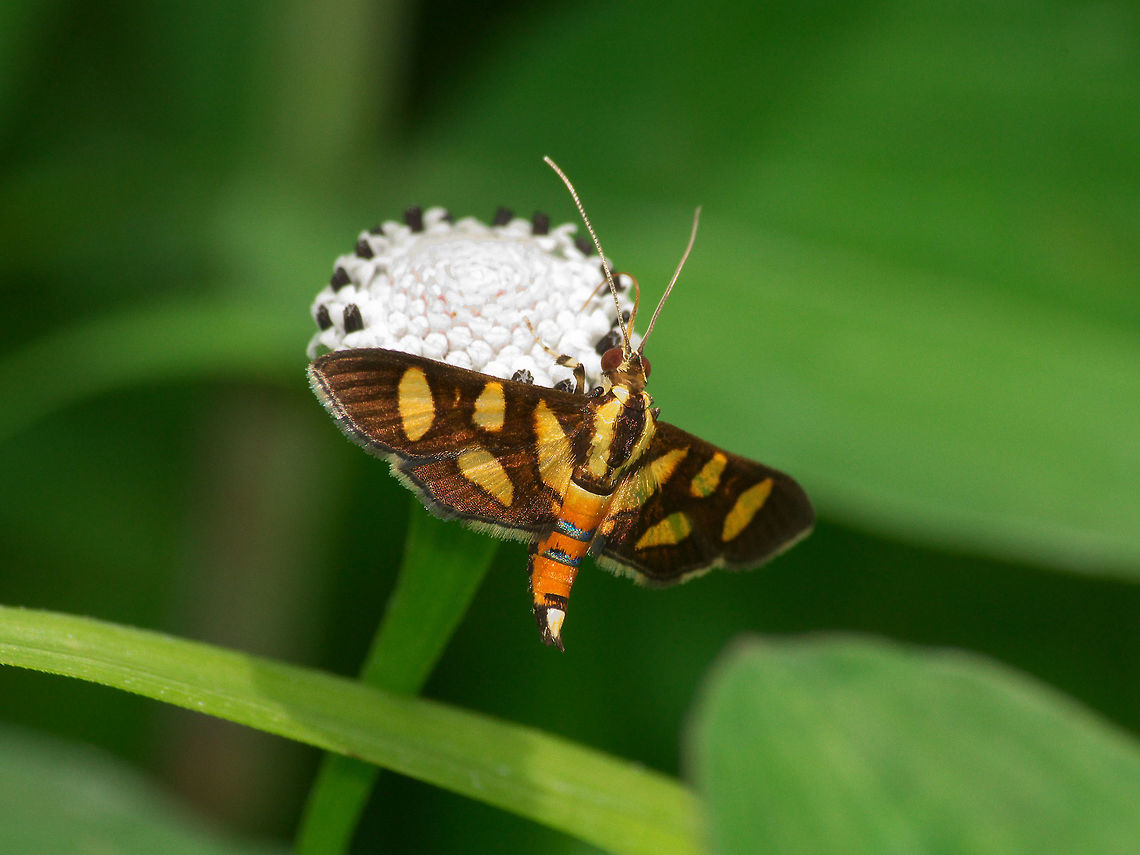 Red Waisted Florella Moth A common small moth that often perches on the underside of leaves. Geotagged,Summer,Syngamia florella,Trinidad and Tobago,blue,brown,orange,spots,yellow