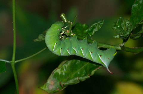 Tobacco Hornworm Feeding on the leaves of a pepper plant. Geotagged,Manduca sexta,Summer,Trinidad and Tobago,brown,green,horn,manduca sexta,spots,stripes,tail,white
