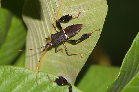 Leaf-footed Bug  Geotagged,Leptoglossus phyllopus,Summer,Trinidad and Tobago,brown,stripe,yellow