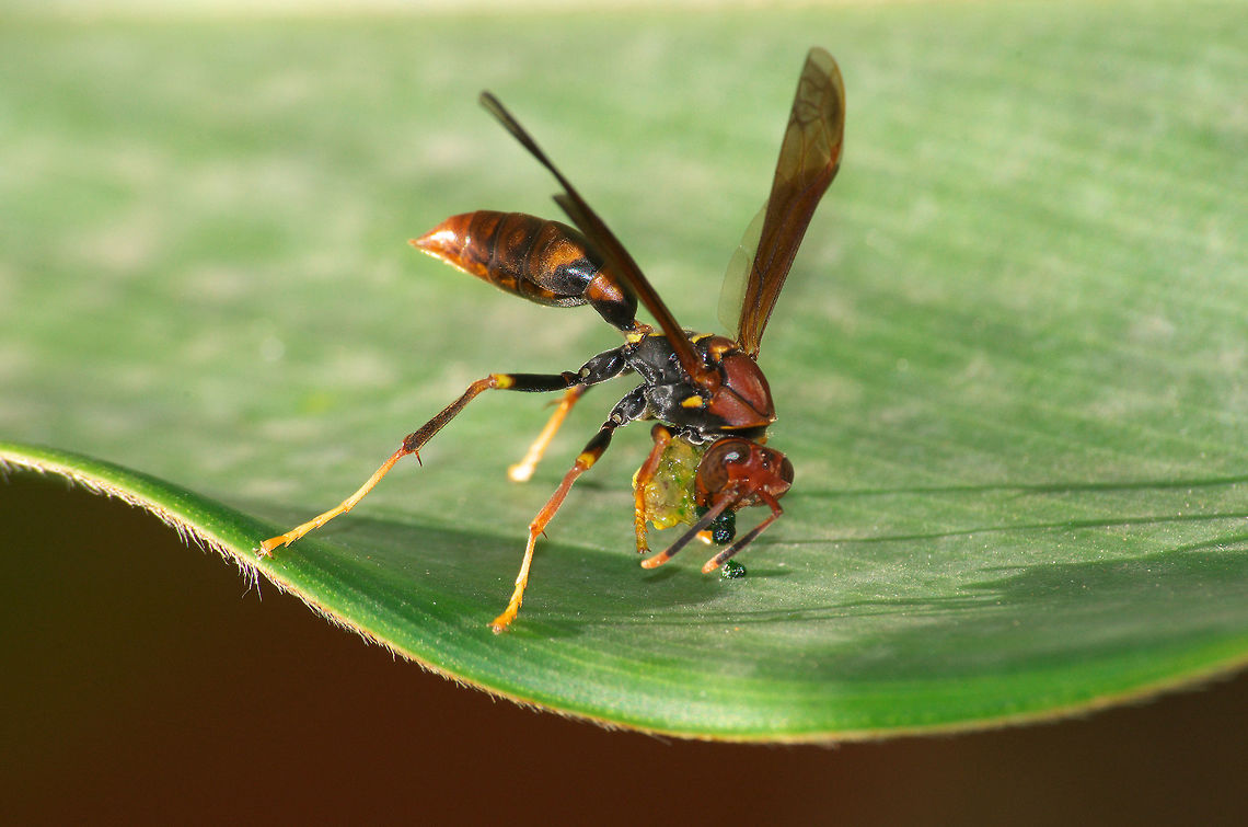 Jack Spaniard Known locally as a Jack Spaniard this paper wasp possesses a painful sting. Geotagged,Jack Spaniard,Polistes lanio,Summer,Trinidad and Tobago,brown,feeding,yellow