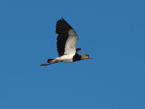 Southern Lapwing  Geotagged,Southern Lapwing,Summer,Trinidad and Tobago,Vanellus chilensis,black,flight,grey,white,wing spur