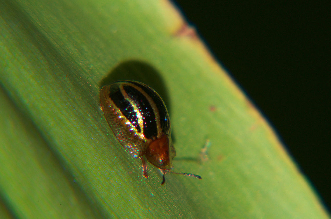 Tortoise beetle  Agroiconota propinqua,Geotagged,Summer,Trinidad and Tobago,black,gold,shiny,small,stripe,transparent